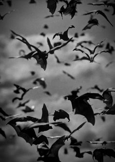 a flock of bats flying in the sky