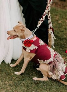 "Designer Exquisite, Excellent Quality, Custom Hand Made to Order Harness Pet Dress for your Precious Girl.  The Dress has several layers of gathered Burgundy Cotton and Burgundy Tulle Skirt. The top Sparkling Tulle Lace layer is decorated with Reach Gold and Pink Embroidery to add Extravagant Elegance and Fanciness.  The 2nd, Burgundy Layer underneath is trimmed with Gold Satin Ribbon. There are two more Burgundy Tulle Layers underneath. The Burgundy Bodice is covered with Burgundy Tulle and in Burgundy Tulle Skirt, Anniversary Reception, Harness Dress, Pink Embroidery, Lace Layers, Mom Wedding, Pet Dress, Gold Satin, Burgundy And Gold