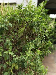 a bush with lots of green leaves on it