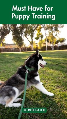 a black and white dog sitting on top of a grass covered field with the words must have for puppy training