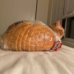 a cat sitting on top of a bed next to a loaf of bread in a plastic bag