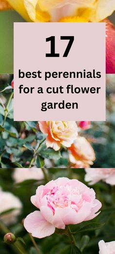 peonies, roses and irsies Best Perennials For Cut Flowers, Perrenial Cut Garden, Perrenial Flowers For Cut Garden, Flower Garden For Bouquets, Cut Flower Perennials, Best Flowers For A Cut Flower Garden, Perennial Cut Flower Garden, Fresh Cut Flower Garden, Flowers That Come Back Every Year