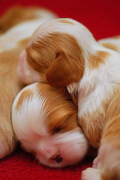 two brown and white puppies cuddle together on a red blanket with their eyes closed