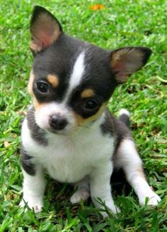 a small black and white dog sitting on top of green grass with his head turned to the side