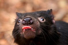 a close up of a small animal with it's mouth open and tongue out