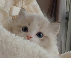 a white kitten with blue eyes is laying on a blanket and looking at the camera