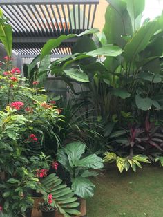 many different types of tropical plants in pots