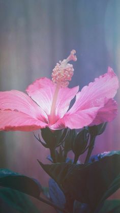 a pink flower with green leaves in front of a blue and purple background that is blurry