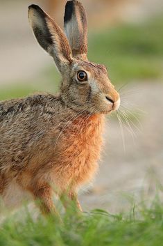 a brown rabbit standing on top of a lush green field