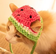 a cat wearing a knitted watermelon hat on top of it's head