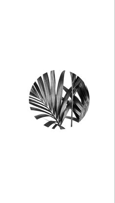 a black and white photo of a palm leaf on a white background with the words,'i am not sure what this image is