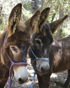 two donkeys standing next to each other in the woods