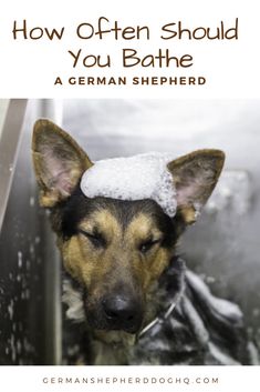 a german shepherd dog wearing a hat with the words how often should you bathe?