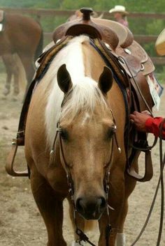 a man is holding the reins of a horse