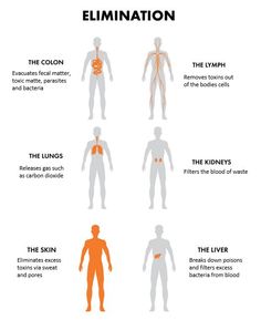 WHAT IS YOUR BODY TELLING YOU? 8 Signs that you need better elimination of toxins. There are six organs in the body that eliminate waste: the lungs, skin, kidneys, liver, colon and lymph. Skin disorders, fatigue, constipation and bad breath are all the result of your elimination system not working properly. Read more: http://humanelevation.tonyrobbins.com/blog/health/elimination-and-toxins?utm_source=facebook&utm_medium=social&utm_content=eliminate%2Btoxins&utm_campaign=Editorial sanitaaloe.com‬ Liver Cleanse Juice, Eliminate Toxins, Cleaning Your Colon, Body Toxins, How To Believe, Flatter Stomach, Body Cells, Cleanse Your Body, Remove Toxins