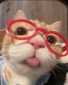 a cat wearing glasses making a funny face