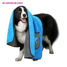 a black and white dog wearing a blue towel