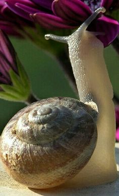 a close up of a snail near some flowers