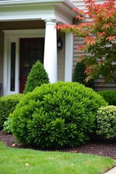 Trimmed green shrubs and a red tree in front of a house with a white column entrance. Vibrant Entryway, Front Yard Bushes, Bushes In Front Of House, Stunning Landscaping, Colorful Flower Beds, Evergreen Bush, Front Of House Landscape Ideas, Low Maintenance Shrubs, House Landscape Ideas