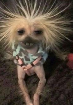 a small dog with long hair standing on top of a carpeted floor next to a stuffed animal