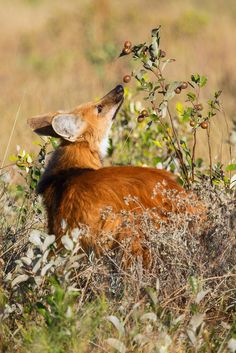 an animal that is laying down in the grass with its head up and eyes closed