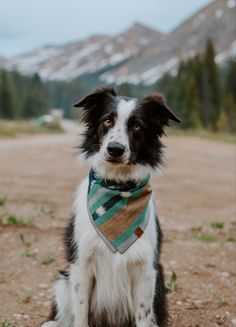 a black and white dog wearing a green plaid bandana sitting on dirt road with mountains in the background