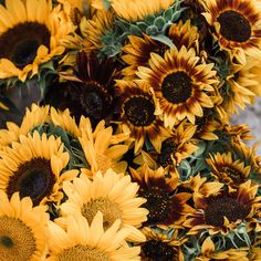 a bunch of sunflowers that are yellow and brown