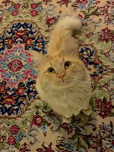 an orange cat sitting on top of a rug with lots of colorful flowers around it