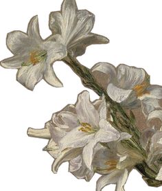 two white flowers are shown on a white background