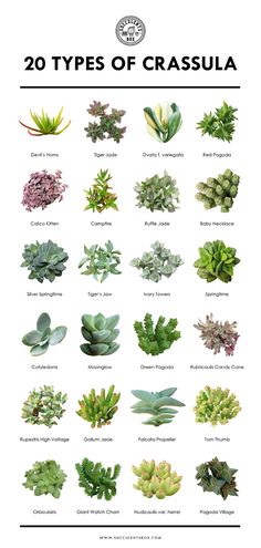 the 20 types of crassula plants are shown in this poster