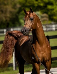 a brown horse standing on top of a lush green field