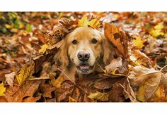 Picture of Golden Retriever Dog in Fall Leaves Leaf Pile, Pile Of Leaves, Autumn Dog, Boston Terrier Lover, Maintenance Checklist, A Golden Retriever, Loyal Dogs, Dog Facts