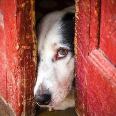 a white and black dog with blue eyes peeking out from behind a red wooden door