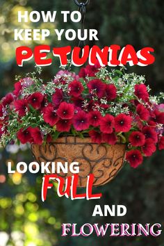 a hanging pot filled with red flowers and the words how to keep your petunias looking full and flowering