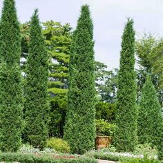 several tall trees are in the middle of a garden