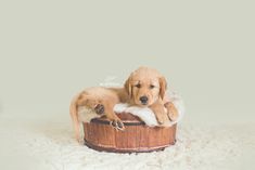 a puppy sitting in a wooden tub on top of a white carpeted floor with his paws resting on the fur