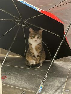 a cat sitting under an umbrella on the ground