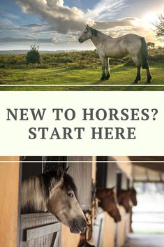 two horses standing next to each other with the words, new to horses? start here