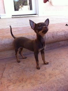 a small brown dog standing on top of a stone step