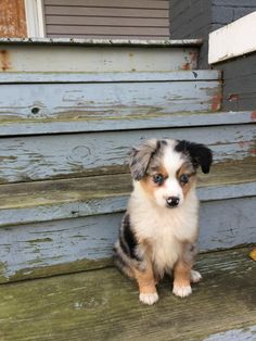 a small dog sitting on top of a wooden step