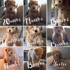 a series of pictures showing different types of dogs sitting on couches with their names