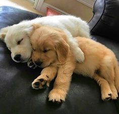 a brown and white dog sleeping on top of a black couch