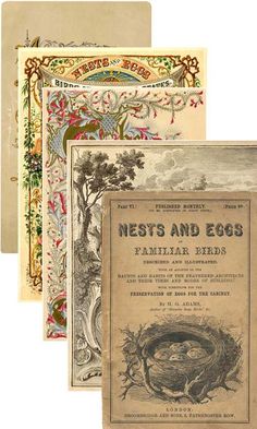 three books, one with an egg in the middle and two with birds on it