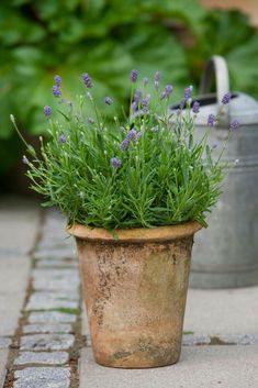 a potted plant sitting on top of a sidewalk next to a metal watering can