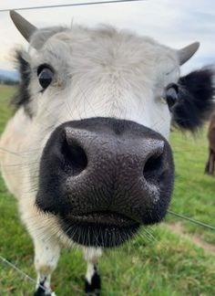 a close up of a cow's face in a field