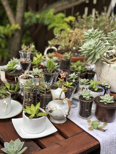 there are many succulents that are on the table and one is in a tea cup