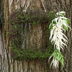 a wreath hanging on the side of a tree with white flowers and greenery around it