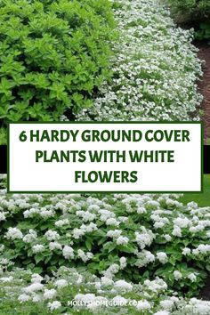 several different types of plants with the words 6 hard ground cover plants with white flowers