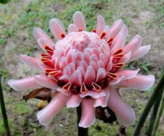 a large pink flower with orange stamens on it's center and petals