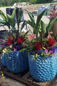 three blue planters filled with colorful flowers on top of a wooden pallet